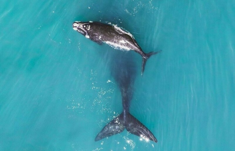 Los milagros del cielo: las 12 mejores fotos del concurso de drone fotos