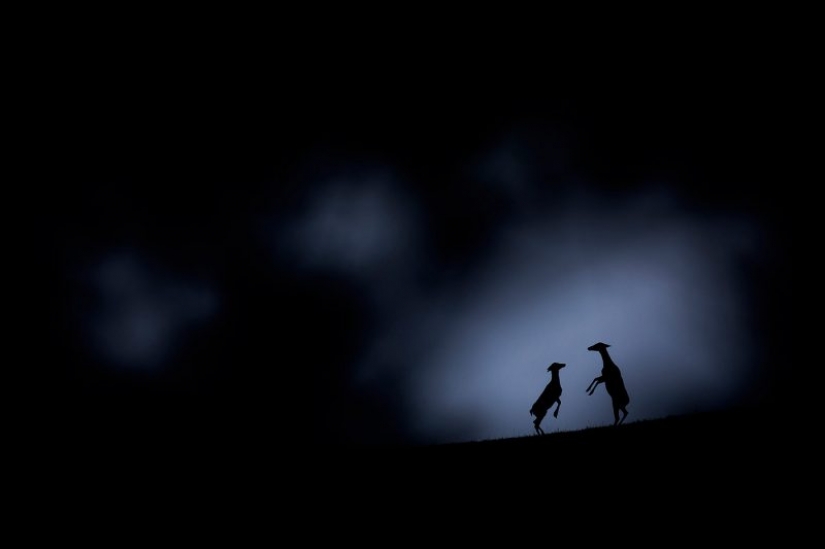 Los nominados en el festival de la naturaleza salvaje "Golden turtle"