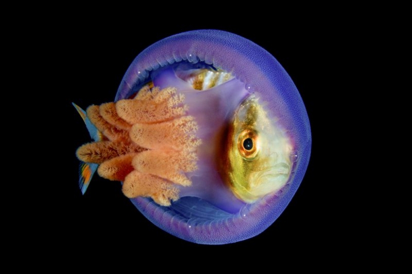 Los nominados en el festival de la naturaleza salvaje "Golden turtle"