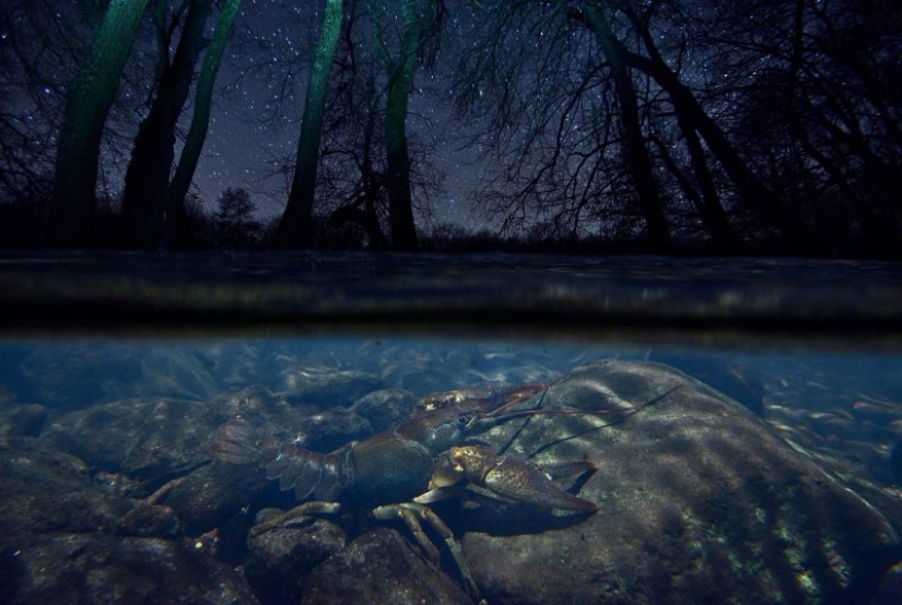 Los nominados en el festival de la naturaleza salvaje "Golden turtle"