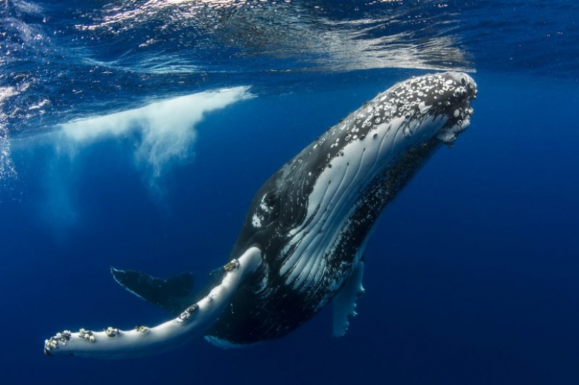 Los nominados en el festival de la naturaleza salvaje "Golden turtle"