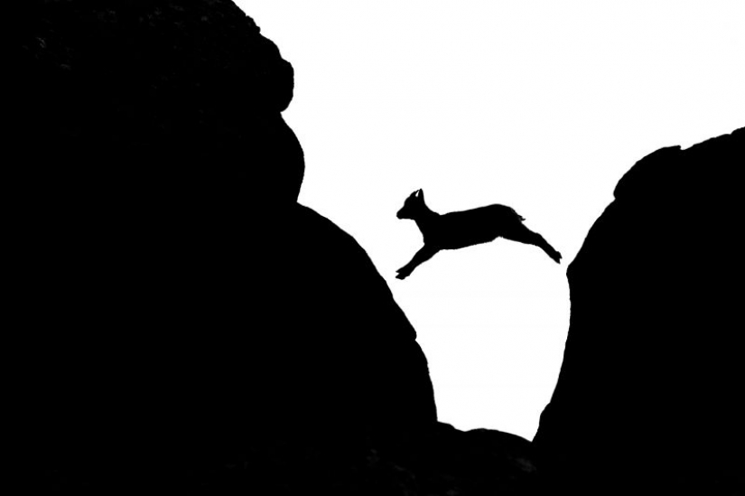 Los nominados en el festival de la naturaleza salvaje "Golden turtle"