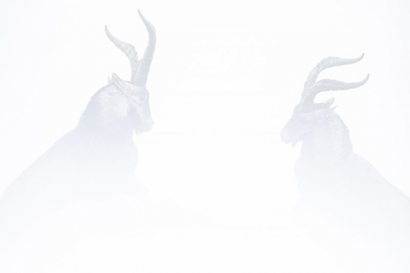 Los nominados en el festival de la naturaleza salvaje "Golden turtle"