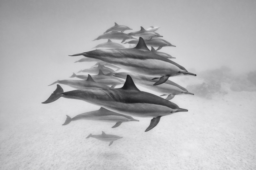 Los nominados en el festival de la naturaleza salvaje "Golden turtle"