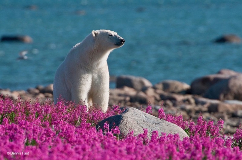 Los osos polares no están en la nieve, pero en los colores que usted nunca ha visto Los osos polares no están en la nieve, pero en los colores que usted nunca ha visto