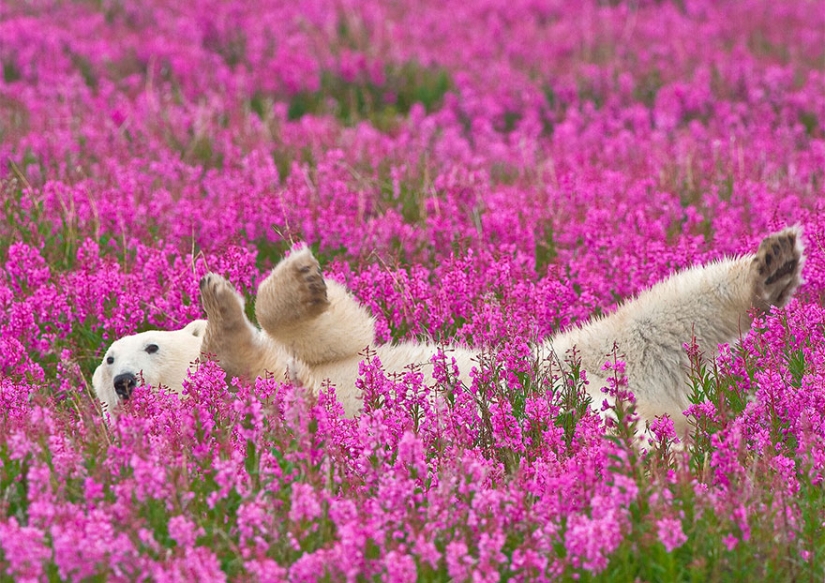 Los osos polares no están en la nieve, pero en los colores que usted nunca ha visto Los osos polares no están en la nieve, pero en los colores que usted nunca ha visto