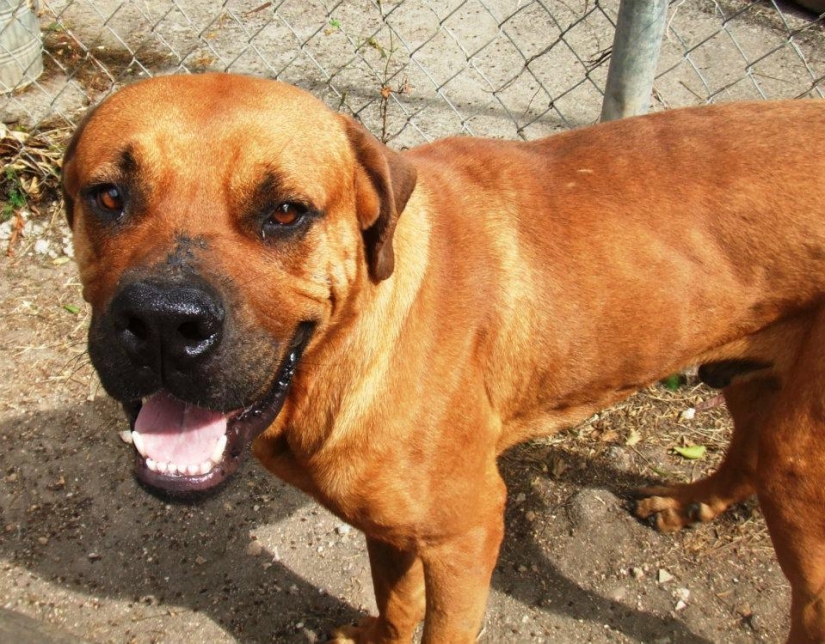 Los perros callejeros antes y después de refugio