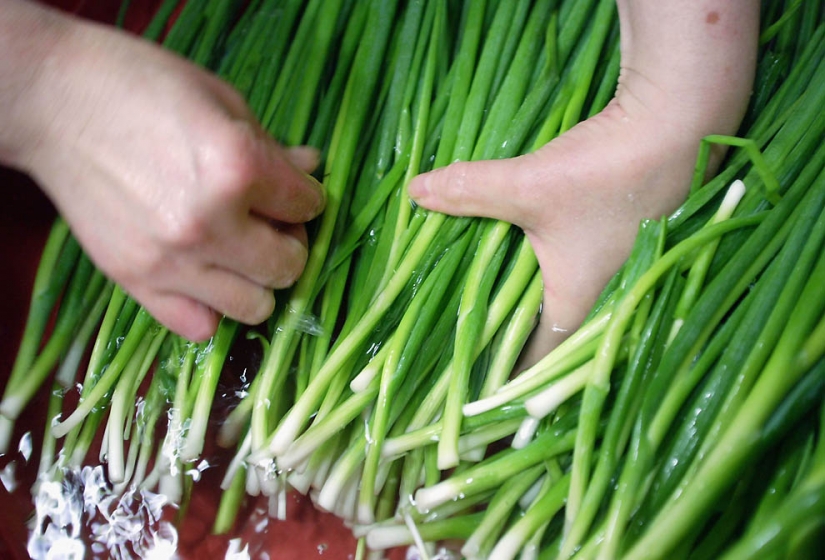 Los perros en la cocina coreana Los perros en la cocina coreana