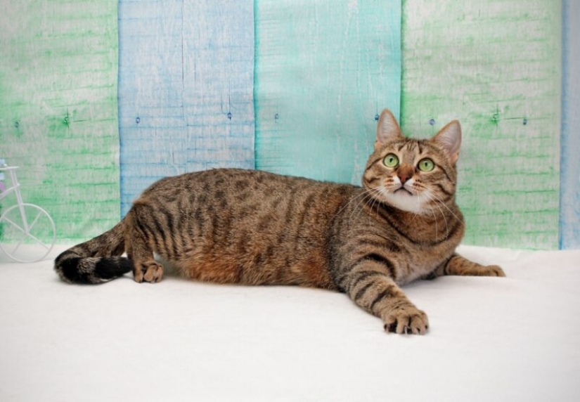 Los perros y gatos que buscan un hogar Los perros y gatos que buscan un hogar