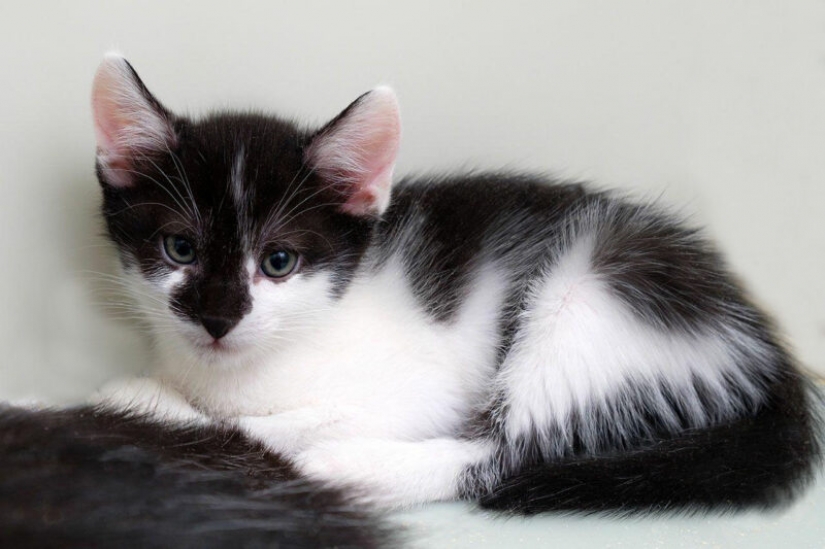 Los perros y gatos que buscan un hogar Los perros y gatos que buscan un hogar