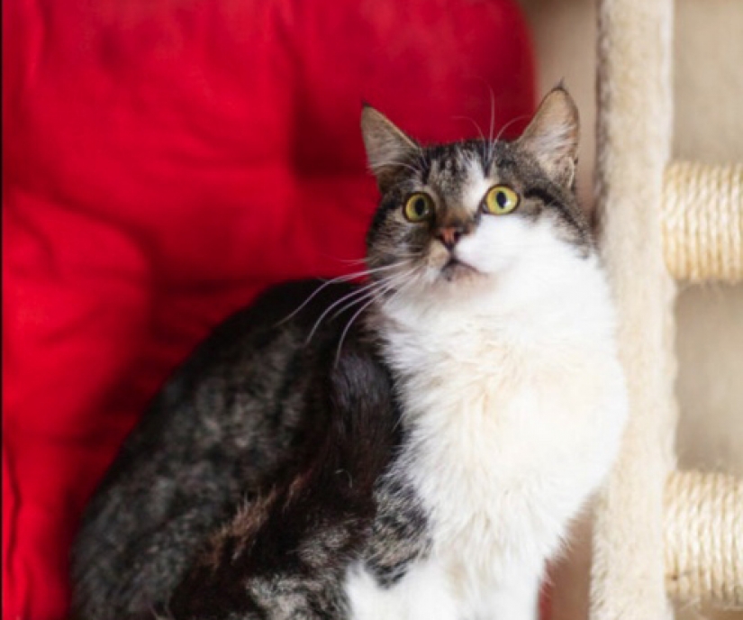 Los perros y gatos que buscan un hogar Los perros y gatos que buscan un hogar