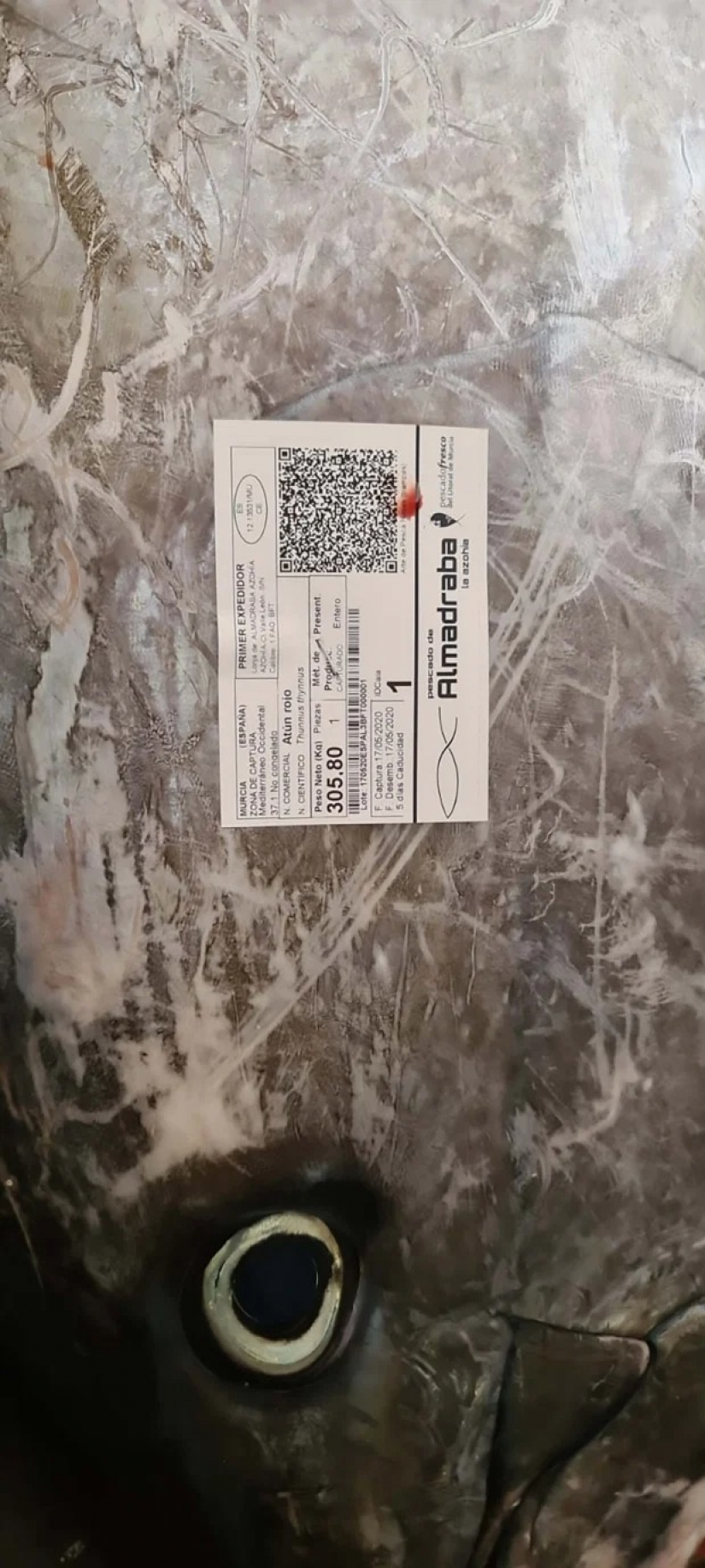 Los pescadores españoles han cogido de atún-campeón