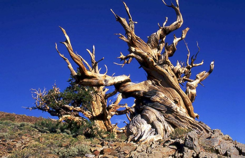Los árboles, que los temores de la época: el más antiguo de los pinos Bristlecone más de 4.7 miles de años