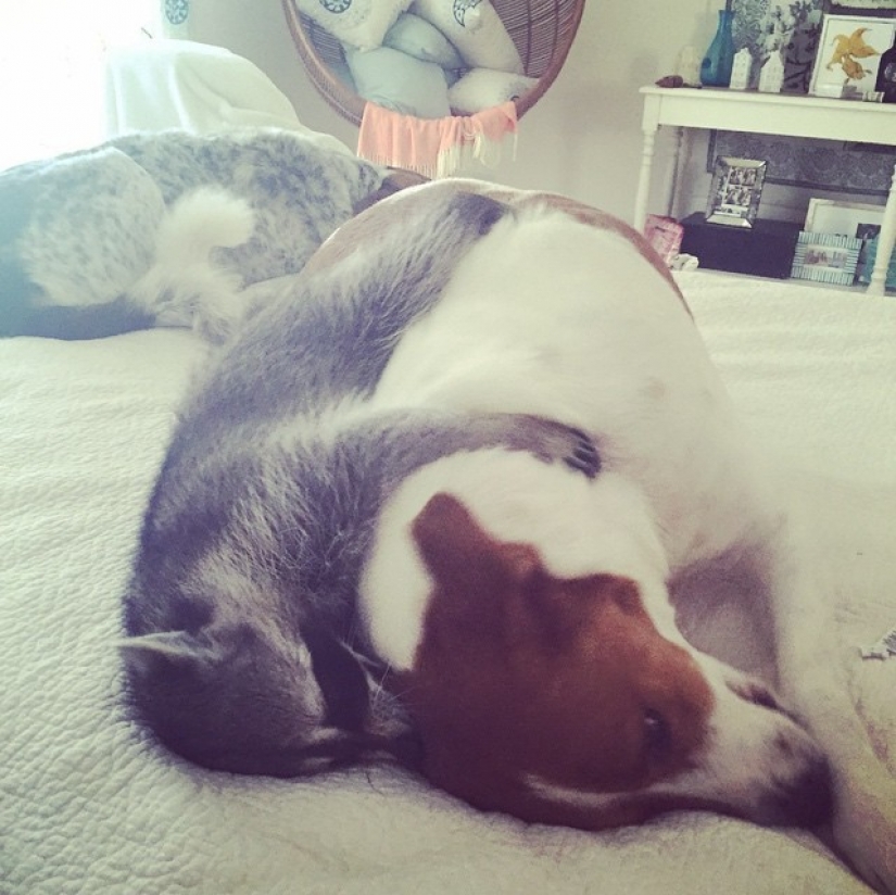 Los rescatados mapache que cree que es un perro