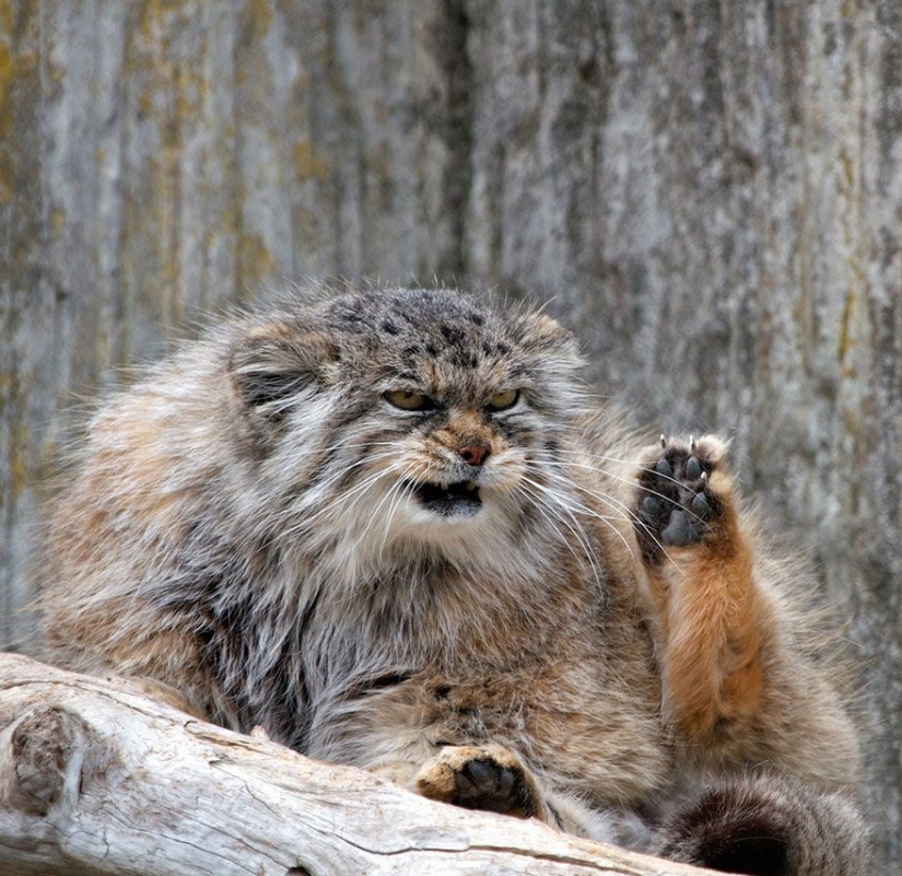 Manul — el más expresivo de gato en el mundo Manul — el más expresivo de gato en el mundo