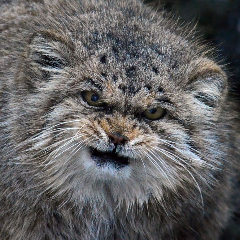 Manul — el más expresivo de gato en el mundo Manul — el más expresivo de gato en el mundo