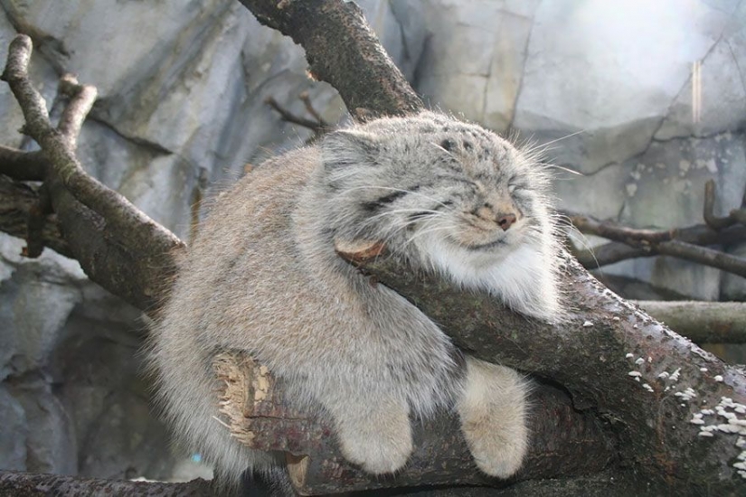 Manul — el más expresivo de gato en el mundo Manul — el más expresivo de gato en el mundo