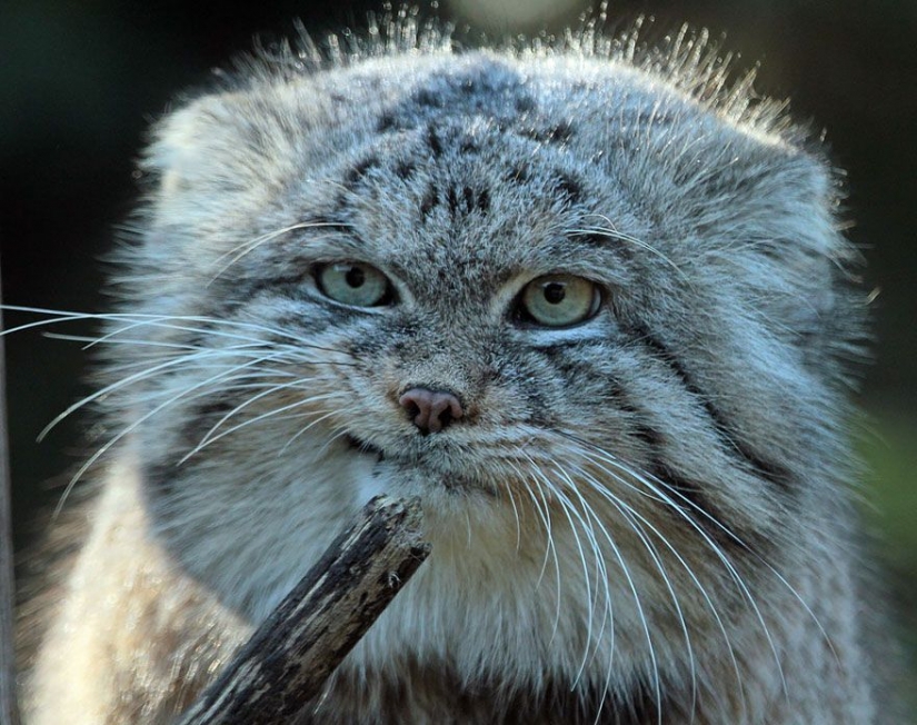 Manul — el más expresivo de gato en el mundo Manul — el más expresivo de gato en el mundo