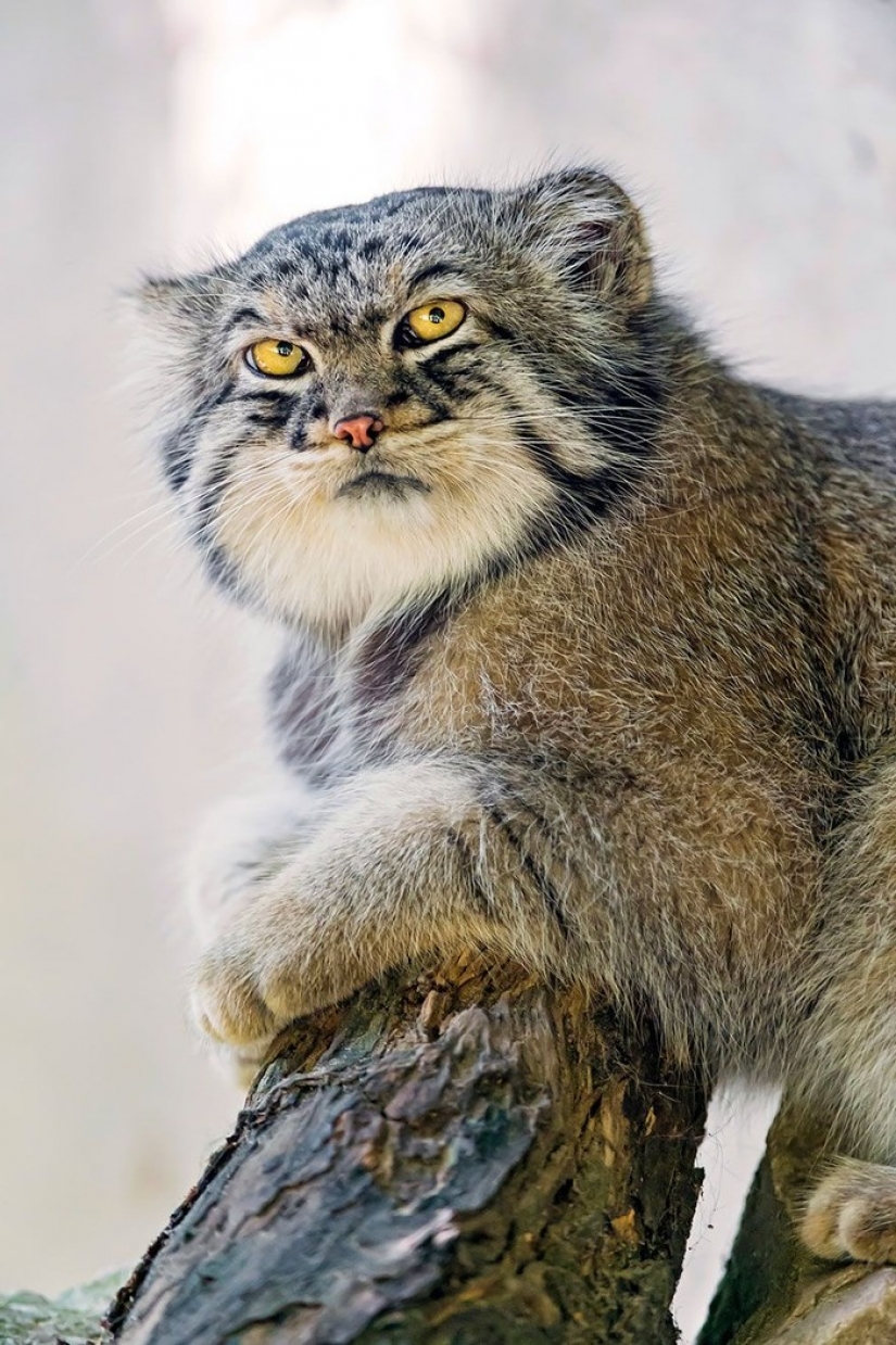 Manul — el más expresivo de gato en el mundo Manul — el más expresivo de gato en el mundo