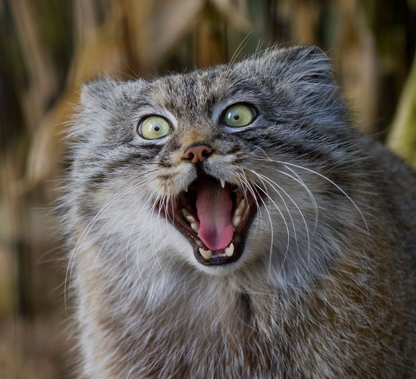 Manul — el más expresivo de gato en el mundo Manul — el más expresivo de gato en el mundo