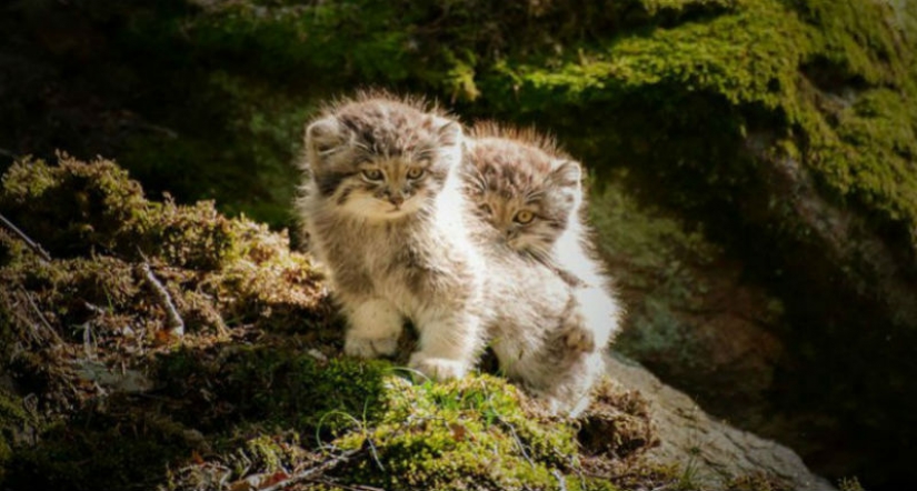 Manul — the most expressive cat in the world Manul — the most expressive cat in the world