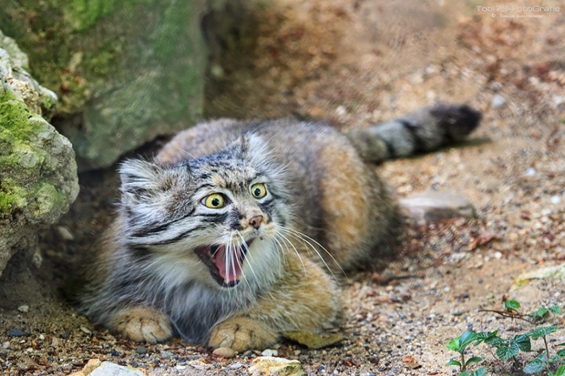 Manul — the most expressive cat in the world Manul — the most expressive cat in the world