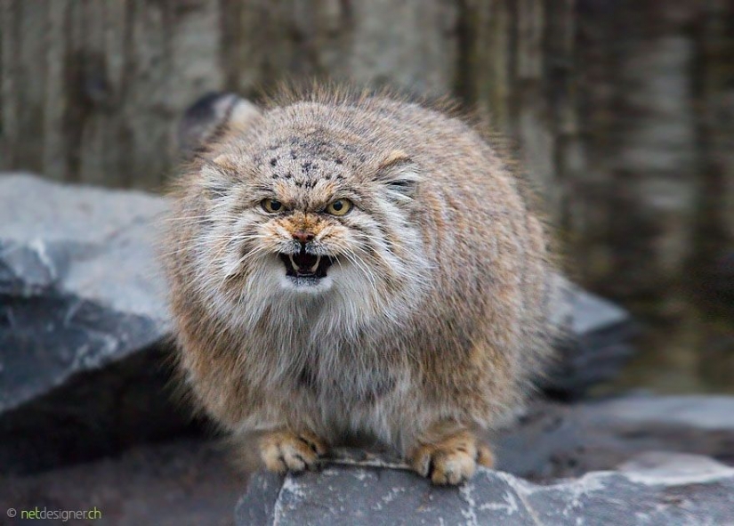 Manul — the most expressive cat in the world Manul — the most expressive cat in the world
