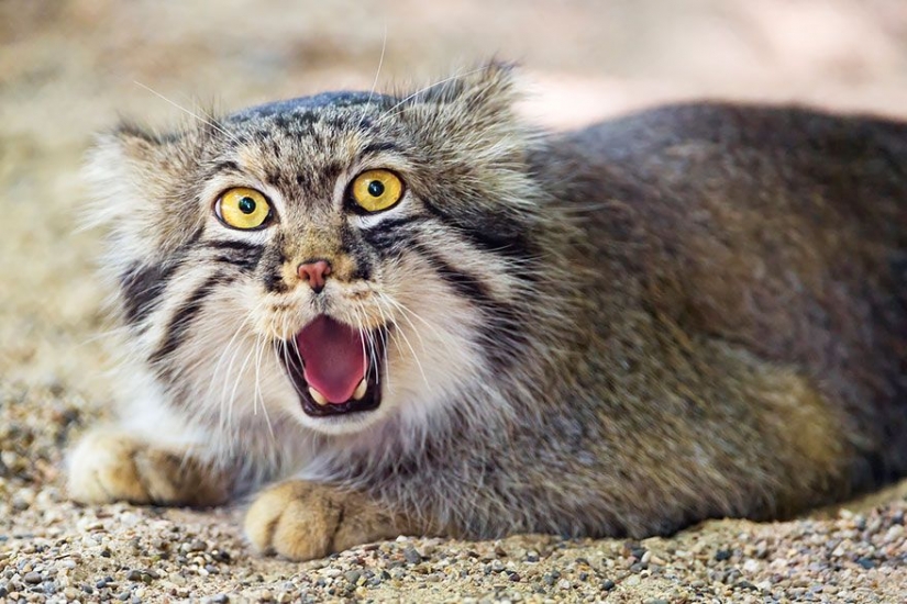 Manul — the most expressive cat in the world Manul — the most expressive cat in the world