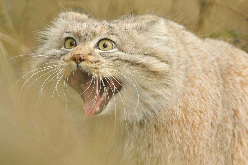 Manul — the most expressive cat in the world Manul — the most expressive cat in the world