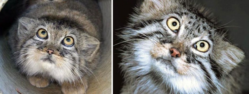 Manul — the most expressive cat in the world Manul — the most expressive cat in the world