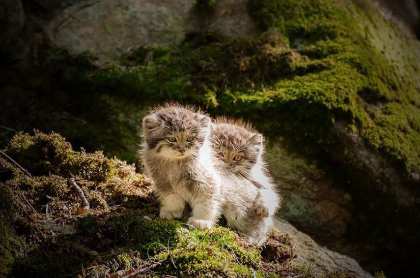 Manul — the most expressive cat in the world Manul — the most expressive cat in the world