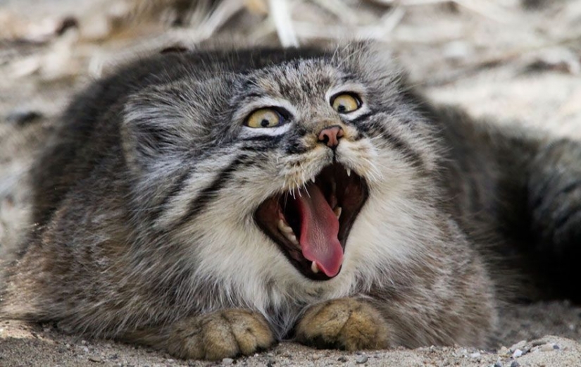 Manul — the most expressive cat in the world Manul — the most expressive cat in the world