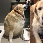 Maravillosa historia del rescate de grasa Retriever llamado Kai Maravillosa historia del rescate de grasa Retriever llamado Kai