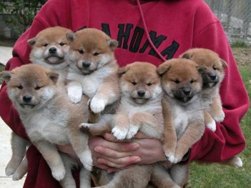 Maravilloso perro de la raza Shiba inu