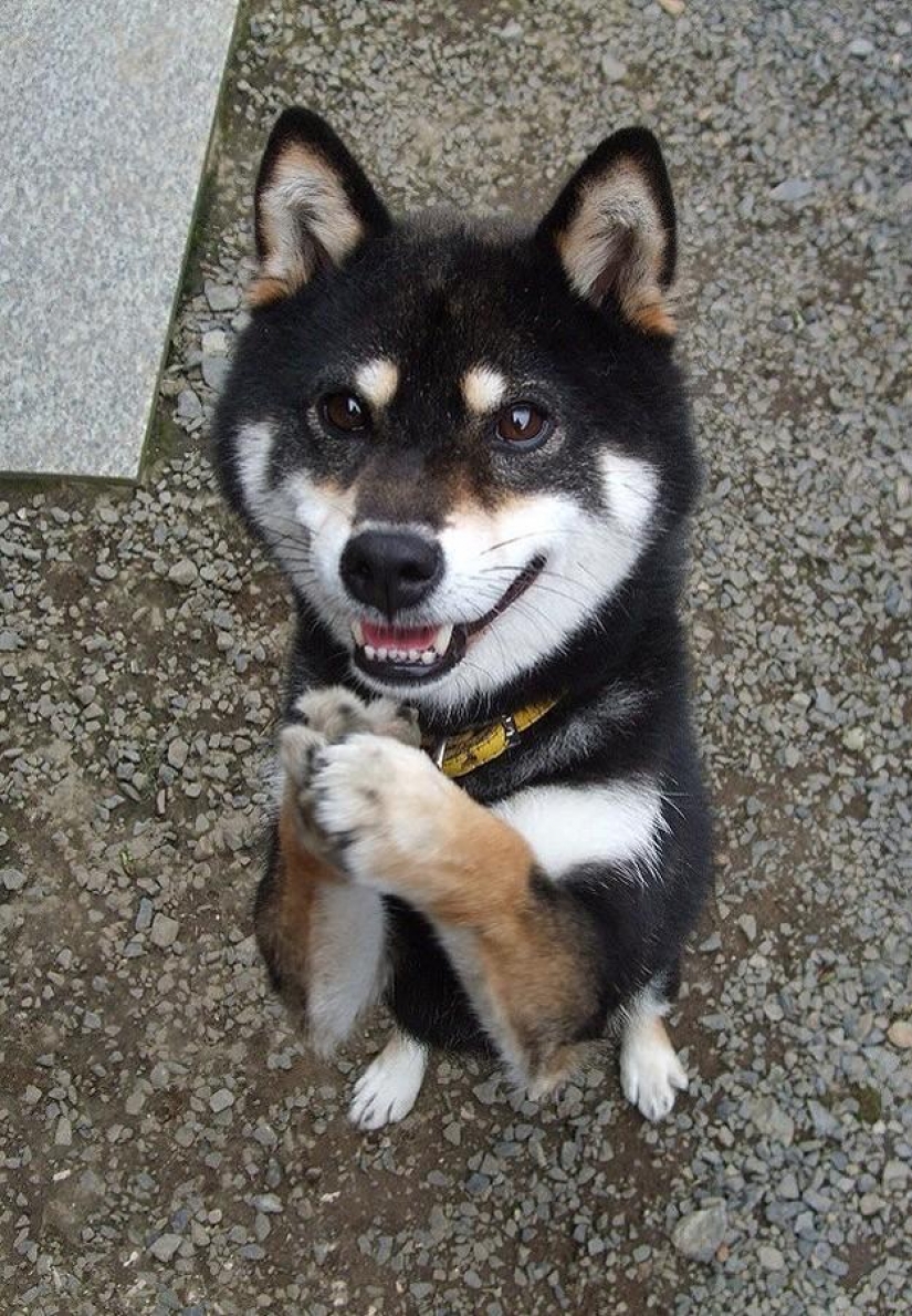 Maravilloso perro de la raza Shiba inu