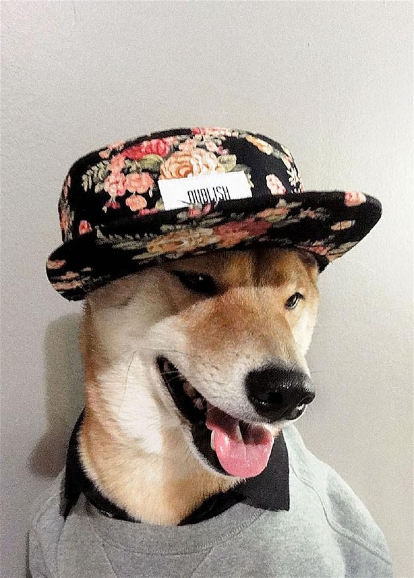 Maravilloso perro de la raza Shiba inu