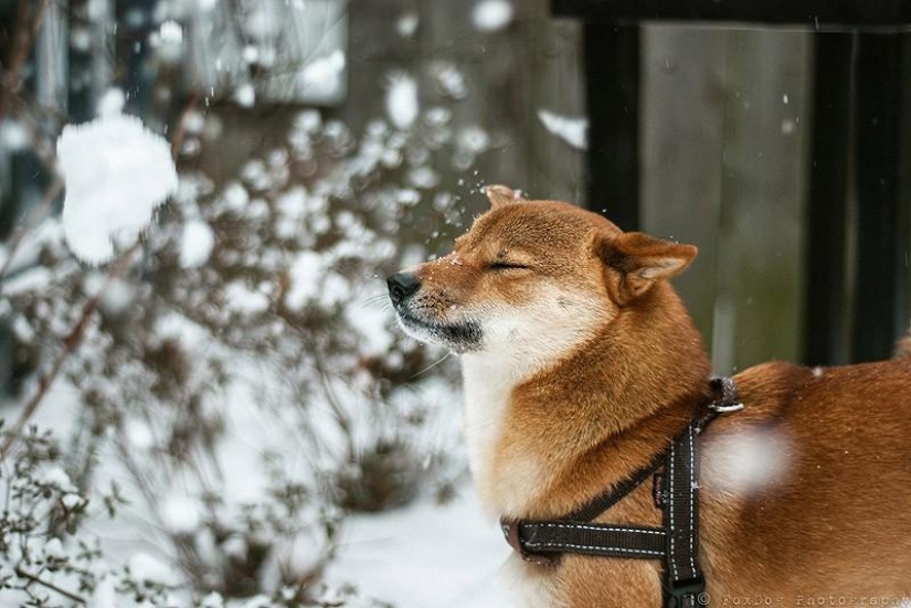 Maravilloso perro de la raza Shiba inu
