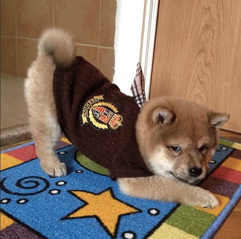 Maravilloso perro de la raza Shiba inu