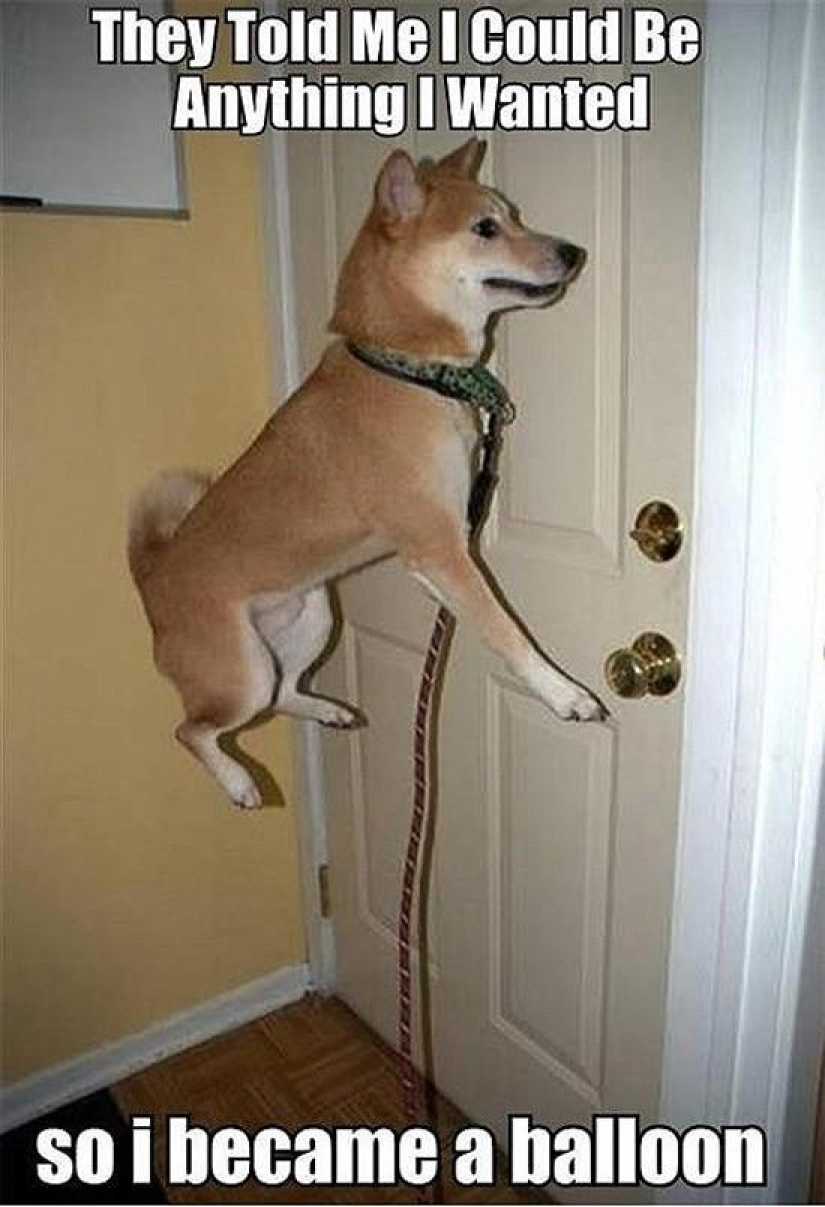 Maravilloso perro de la raza Shiba inu