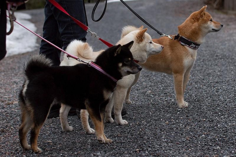 Maravilloso perro de la raza Shiba inu
