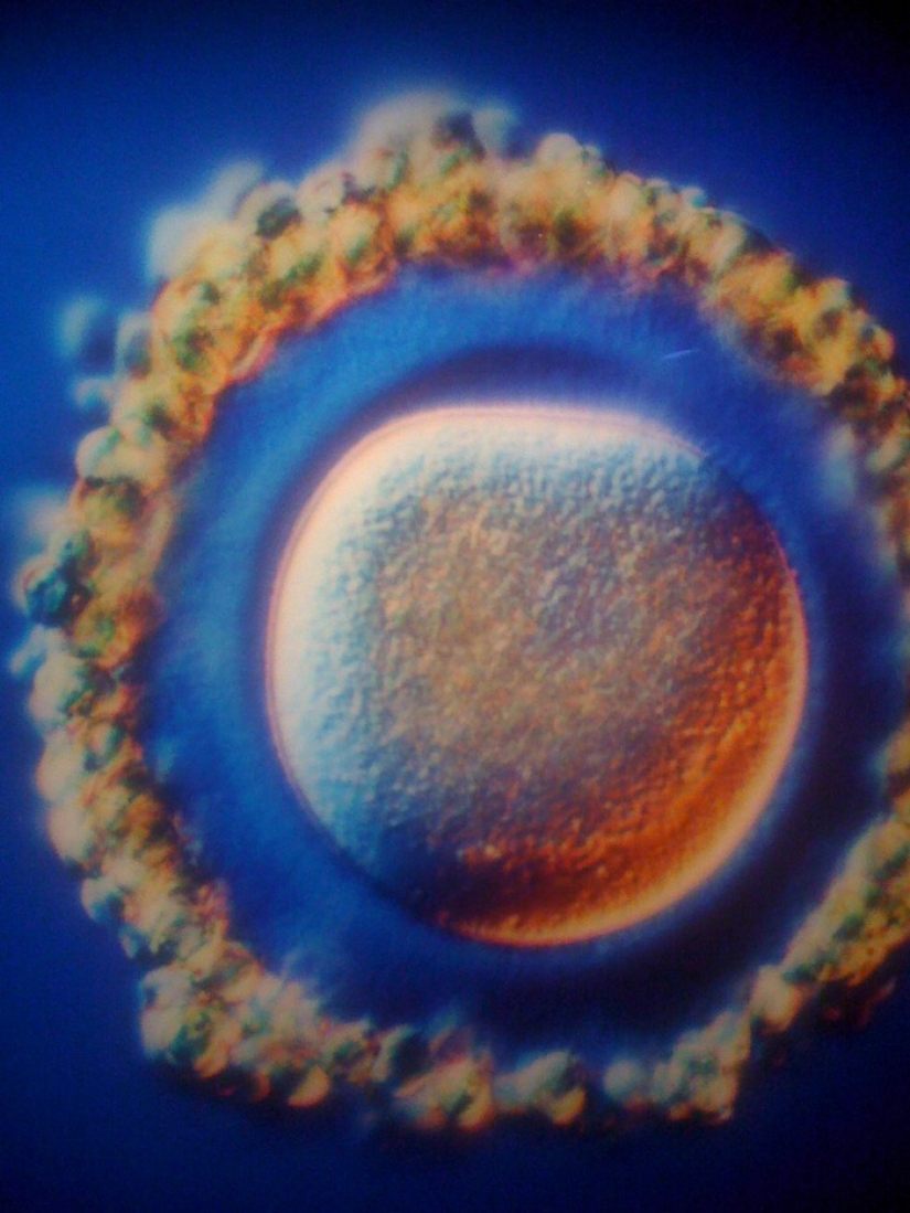 Material único de la concepción hasta el nacimiento