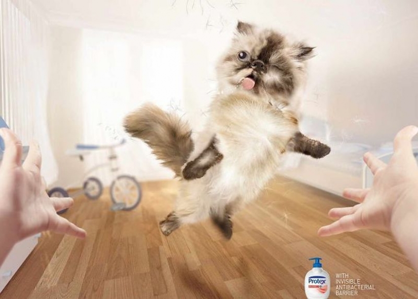 Meow! 15 examples of funny and cute cat advertising Meow! 15 examples of funny and cute cat advertising