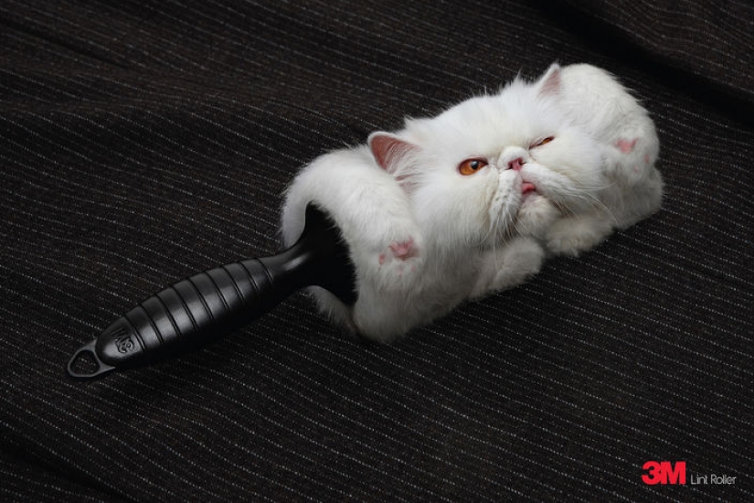 Meow! 15 examples of funny and cute cat advertising Meow! 15 examples of funny and cute cat advertising