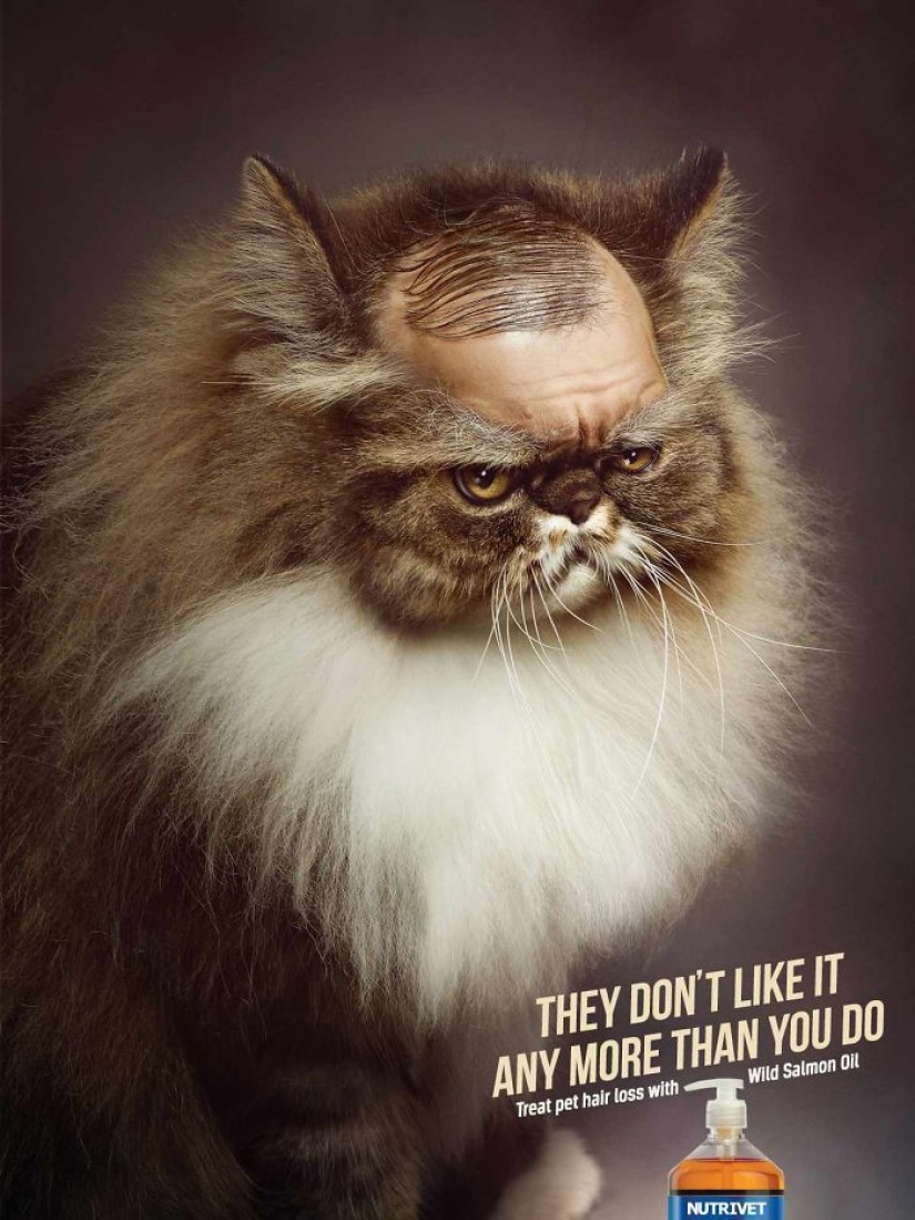 Meow! 15 examples of funny and cute cat advertising Meow! 15 examples of funny and cute cat advertising
