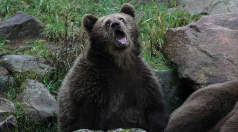 Momento incómodo de la fotogenia de los animales