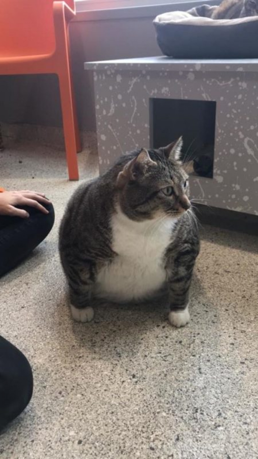 Muy fat cat Donut encontrado una nueva familia después de que la azafata le entregó al refugio