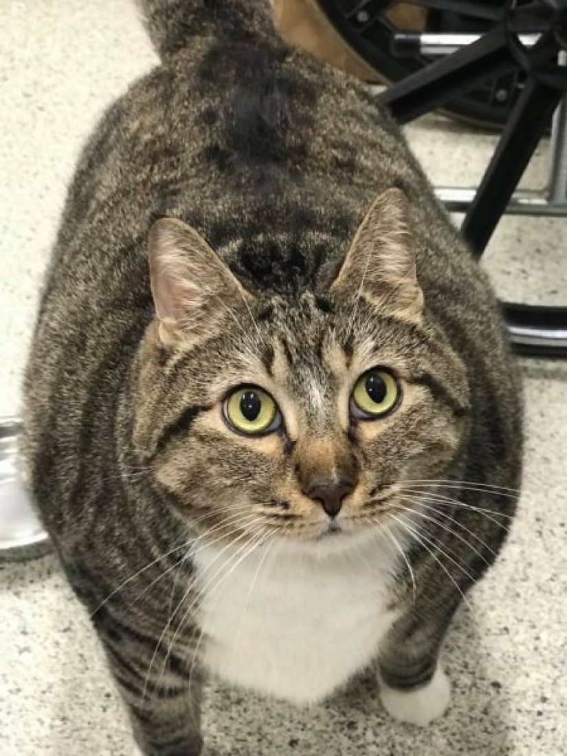 Muy fat cat Donut encontrado una nueva familia después de que la azafata le entregó al refugio