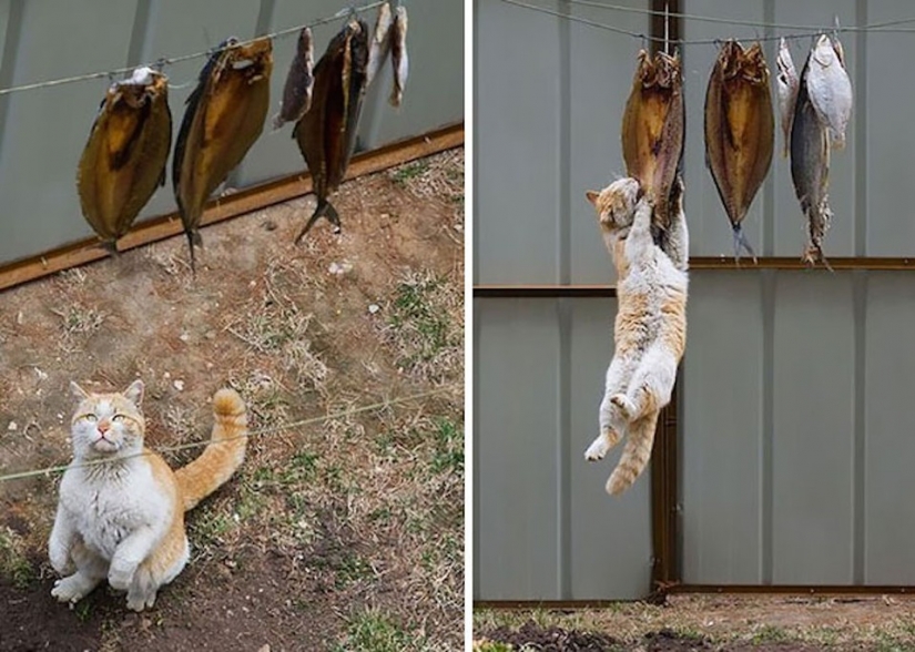 Ninja cats that have mastered the ancient martial art of ninjutsu
