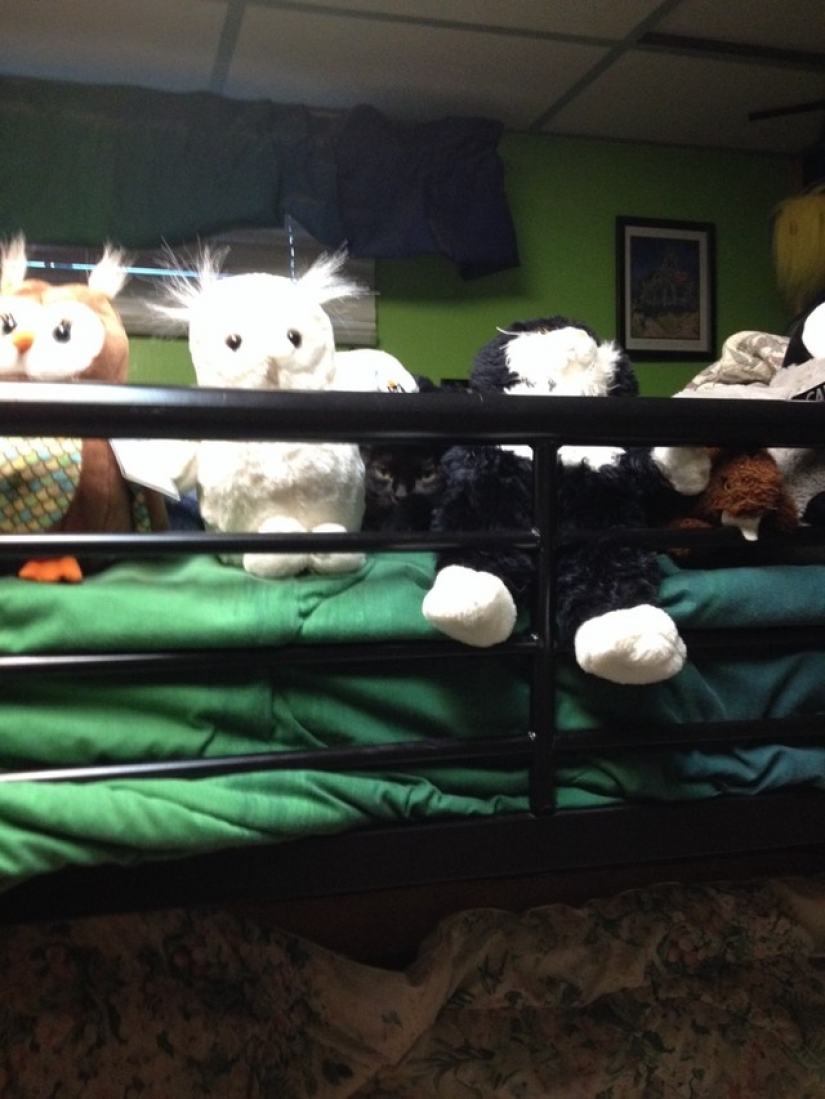 Ninja cats that have mastered the ancient martial art of ninjutsu