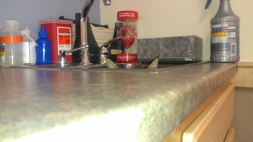 Ninja cats that have mastered the ancient martial art of ninjutsu